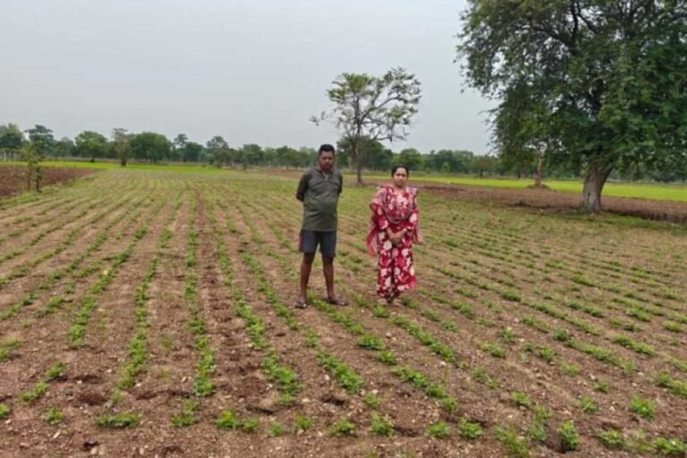 किसानों ने अपनाया लाभकारी फसलों का विकल्प हो रहा है, किसानों की आमदनी में इजाफा