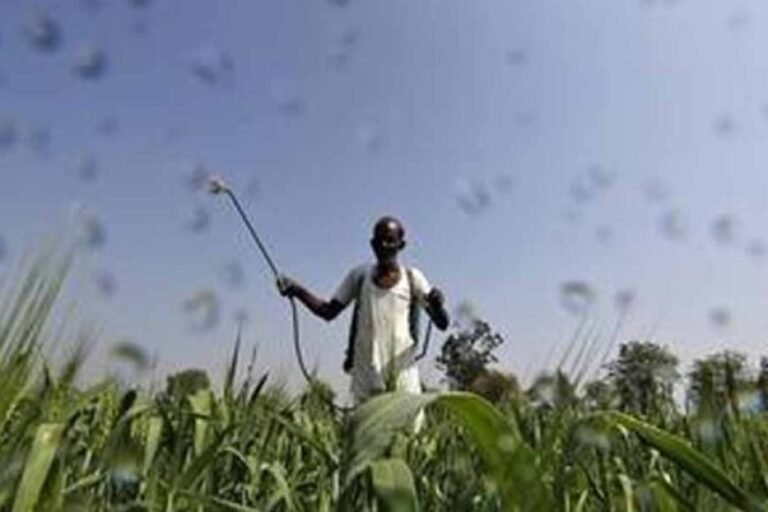 मुख्यमंत्री डॉ. यादव 10.54 लाख किसानों के खातों में 1460.25 करोड़ की राशि करेंगे अंतरित