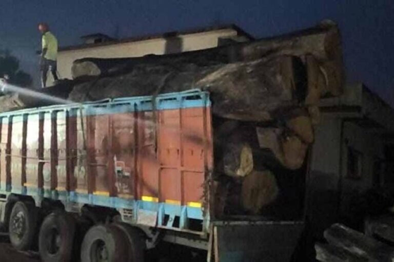 कोरबा में 206 साल के पेड़ों की लकड़ी बरामद, आरोपी गिरफ्तार, आरा मिल सील