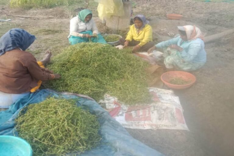 धमतरी मॉडल बना देश के लिए प्रेरणा, औषधीय पौधों की खेती से बदली महिलाओं की तकदीर, बढ़ेगा दायरा