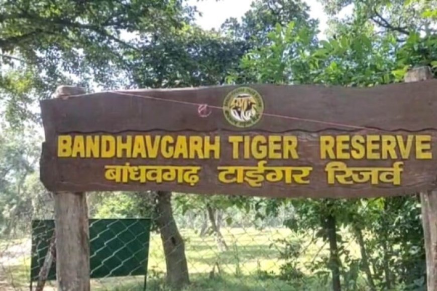 अंतर्राष्ट्रीय बाघ दिवस आज, बांधवगढ़ टाइगर रिजर्व में होंगे जागरूकता और सांस्कृतिक कार्यक्रम