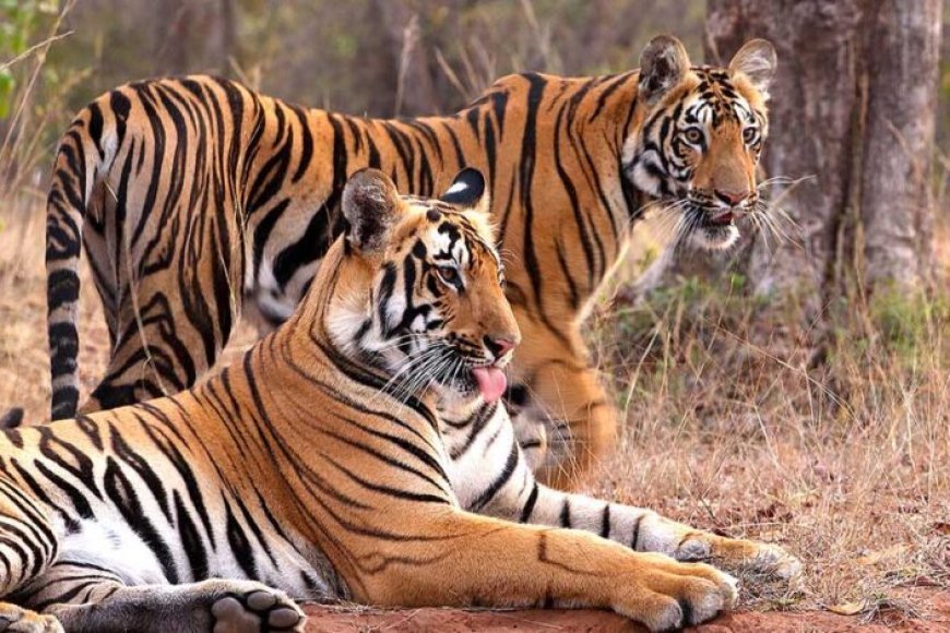 इंदौर जू बना बाघों की ब्रीडिंग का सबसे सुरक्षित ठिकाना, 10 साल में जन्मे 25 से ज्यादा शावक