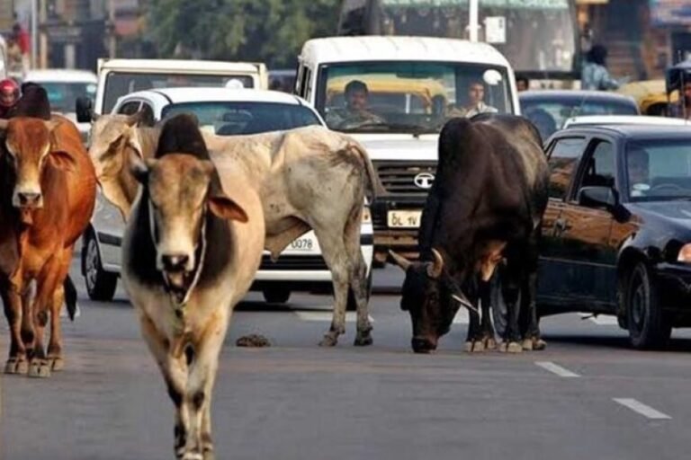 निराश्रित गौवंश संरक्षण के लिए राज्य सरकार की बड़ी पहल, गौधाम योजना का बढ़ रहा दायरा